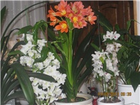 b4242507-Vila - Andrea - KTC 352.jpg